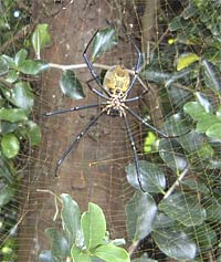 Spider in its web, that’s biodiversity. Picture taken in Sipi Falls, Uganda, at an inspection visit to an organic coffee farmer in 2001.